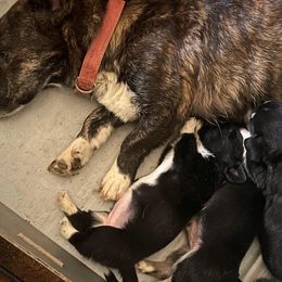 Domino - Cardigan Welsh Corgi