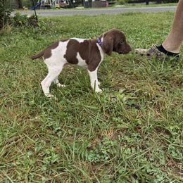 German Shorthaired Pointer Puppies from Rustic Creek Farms