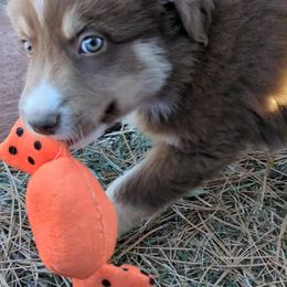 Snoopy - Red tri-color male Australian Shepherd puppy in Parker, Colorado from Legacy Ranch Australian Shepherds