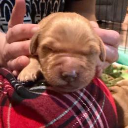 Steeler - Dark golden male Golden Retriever puppy in Sandy, Oregon from Treasured K-9s