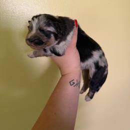 Eeyore - Blue merle male Australian Shepherd puppy in Caro, Michigan from White Tail Australian Shepherds