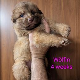Wölfin - Liver female German Shepherd puppy in Olean, New York from F&B Kennels