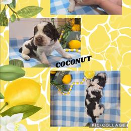 Girl 3 Coconut - Liver white and tan female English Springer Spaniel puppy in Saginaw, Michigan from Kemerer Springers