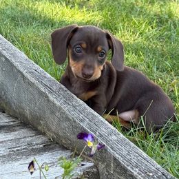 Hershey Kiss - Chocolate female Dachshund puppy in Wisconsin Dells, Wisconsin from Doxie Acres