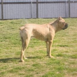 Cane Corso All Grown Up from La Muerte Corso Kennel