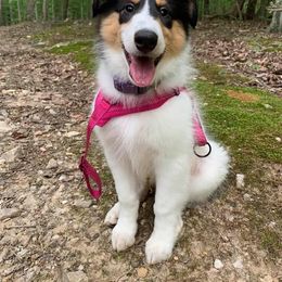 Collie Puppies from Caleb’s Collies