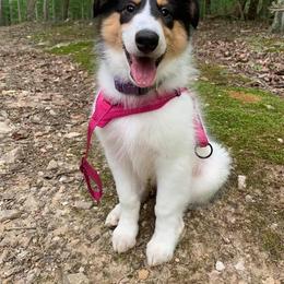 Collie Puppies from Caleb’s Collies