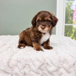 Luc - Chocolate male Labradoodle puppy in Springfield, Ohio from Dawson & Daryn's Royal Companions