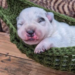 (Purple) Blue Female - Blue speckled female Australian Cattle Dog puppy in Burleson, Texas from Bluebonnet Heelers