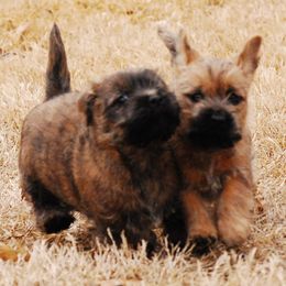 Cairn Terriers from Stonehaven Cairn Terriers