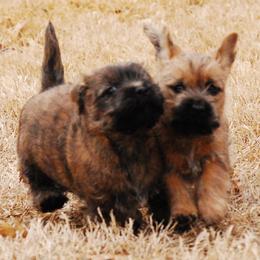 Cairn Terriers from Stonehaven Cairn Terriers
