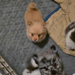Johnny - Cream male Pomeranian puppy in Meherrin, Virginia from Traveling Poms