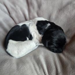 Jack - Black roan male German Shorthaired Pointer puppy in Enfield, Illinois from Wilson Farm GSPs