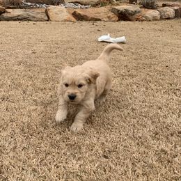 Golden Retriever Puppies from Daniel Ranch Golden Retrievers