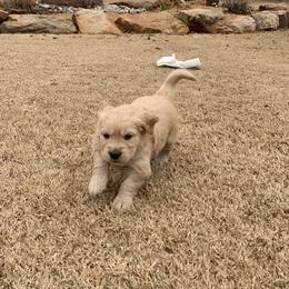 Golden Retriever Puppies from Daniel Ranch Golden Retrievers