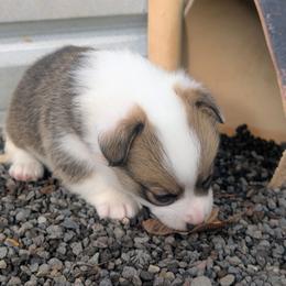 Pilgrim - Liver and white female Cardigan Welsh Corgi puppy in Hotchkiss, Colorado from Bell S Ranch