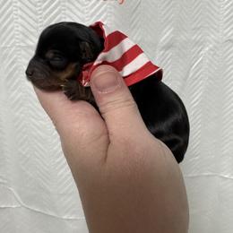 Holly - Black and tan female Yorkshire Terrier puppy in Valdosta, Georgia from Sweet Georgia Yorkies