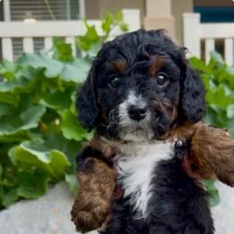 Clyde - Green Collar Boy - Black and tan male Cavapoo puppy in Highland, Utah from Angel Pups Deluxe