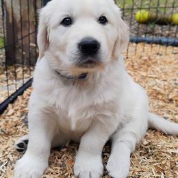 Blue collar boy - Light golden male Golden Retriever puppy in Rochester, Washington from Grand Mound Goldens
