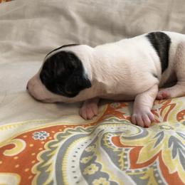 Porthos - White and fawn brindle male Whippet puppy in Kingston, Tennessee from Smithfield Park