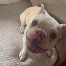 Henry-Buster - Lilac male Boston Terrier puppy in Farmington, Connecticut from Boston Luvs