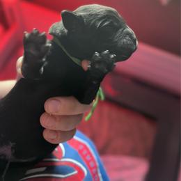 Hermey - Black male Labrador Retriever puppy in Buffalo, New York from Cedar Patch Labradors
