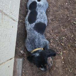 Bluetick Coonhound Puppies from Candra Bessent