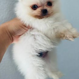 Pomeranian Puppies from Dory Poms Zuñiga