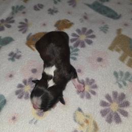Shihpoo and Shih Tzu Puppies from Gemstone Puppies
