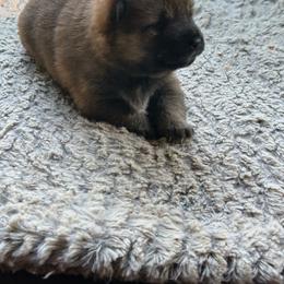 Cedar - Red female Shiba Inu puppy in Florence, Oregon from Sunbeam Shiba Inus