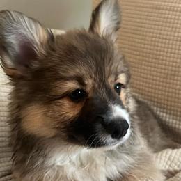 Blue Full Fluffy - Sable male Pembroke Welsh Corgi puppy in Ocala, Florida from Newlands Insane Danes and Corgis