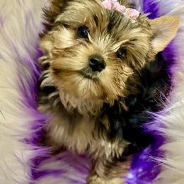 Harleigh - Yorkshire Terrier