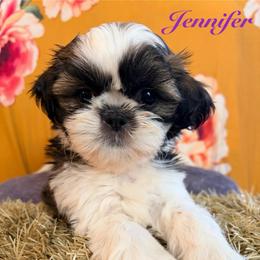 Jennifer - Black gold and white female Shih Tzu puppy in Hemet, California from Aloha Shih Tzu