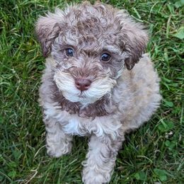 Boy 3 - Brown Schnoodle puppy in Holmesville, Ohio from Pawsome Puppies