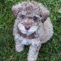 Boy 3 - Brown Schnoodle puppy in Holmesville, Ohio from Pawsome Puppies