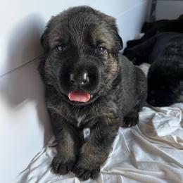 Green collar - Sable male German Shepherd puppy in Saint Charles, Missouri from Lowemond German Shepherds