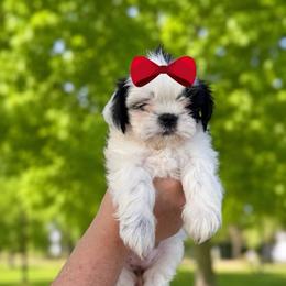 Girl 1 - Black and white female Shih Tzu puppy in Seguin, Texas from Dolled Up Shih Tzus