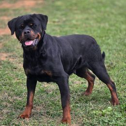 Norma Jean - Rottweiler