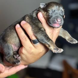 Milkyway - Sable male German Shepherd puppy in Barnhart, Missouri from Combat Creek German Shepherds
