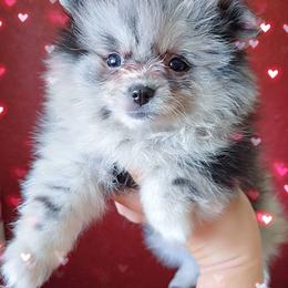Merle F2 - Blue merle female Pomeranian puppy in Albany, Oregon from Purrs N Poms