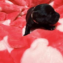 Pepsi (Pep) - Black female Scottish Terrier puppy in Bristol, Virginia from Schrute Farms Canine Clan