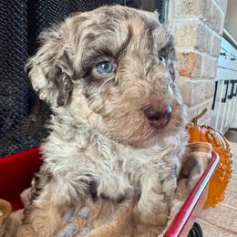 Bonsai - Red merle male Aussiedoodle puppy in Rock Hill, South Carolina from LolliPop Farms