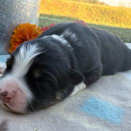 Sweet Girl 5-Black Tri - Black tri-color female Australian Shepherd puppy in Mayfield, Kentucky from Hamilton Farms