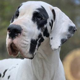 Callie - Harlequin female Great Dane puppy in Northeastern, Pennsylvania from Bluestone Valley Great Danes