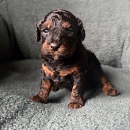 Leo - Phantom male Goldendoodle puppy in Lowville, New York from Adirondack Goldendoodles