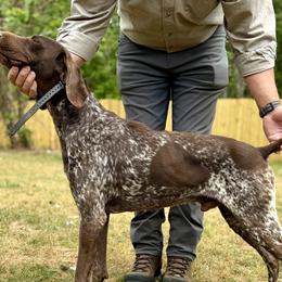 River - German Shorthaired Pointer