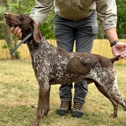 River - German Shorthaired Pointer