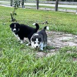 Siberian Husky Puppies from Hargaden Huskies
