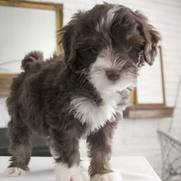 Hamilton - Green Collar - Tri-color male Bernedoodle puppy in Lehi, Utah from Our Little Farm Life Doodles