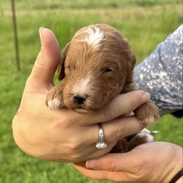Green - Red male Cavapoo puppy in Wesson, Mississippi from Southern Country Doodles